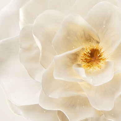 White french camellias are at the heart of the formula of Kerastase's New Elixir Ultime.